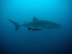 whale shark in the ocean