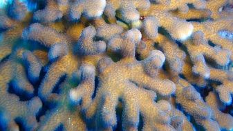coral in water in tahiti
