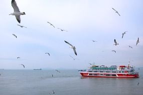 Lots of seagulls in a sky over the ship