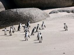 penguins on beach