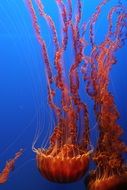 red jellyfish in blue water