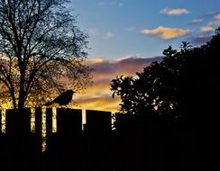 Silhouettes on the sunset in spring