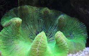 green coral in the aquarium