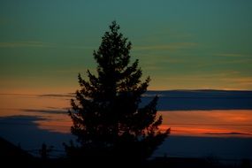 confire tree at dark sunset sky
