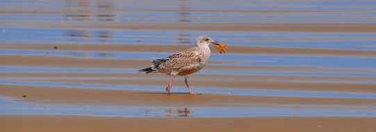 gull with a starfish