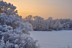 Snowy and frozen forest