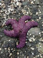 starfish purple