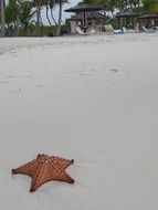 Red starfish on a sand