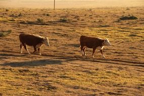 Cows and the sunset, pasture, california