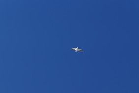 seagull bird over the beach