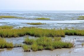 Grass in Wadden Sea