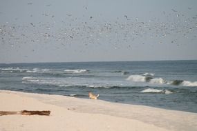 flock of birds in the sky above the beach with a dog