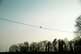 bird on the cable on the background of autumn trees