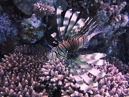 bright underwater world