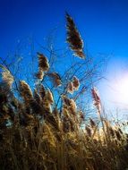 grass like ears in the bright sun