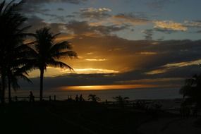 palm trees against the dark sky at sunset