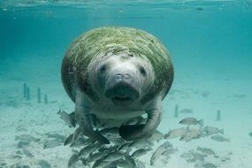 manatee underwater with the fishes