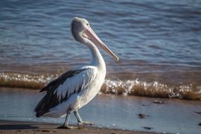 pelican