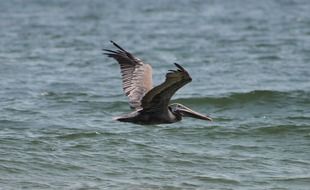 gray gull flies over a waving ocean