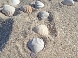 white seashells on the beach of the North Sea