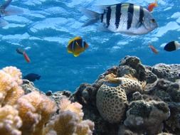 fish near reefs in the seabed