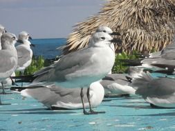 irresistible seagull birds