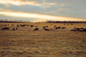 horses on the pasture at colorful sunrise on beautiful landscape
