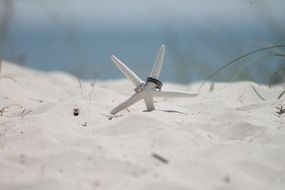 white starfish on sand at the beach close-up