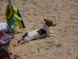 spotted dog is lying on the beach