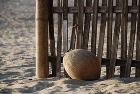 very beautiful coconut on beach