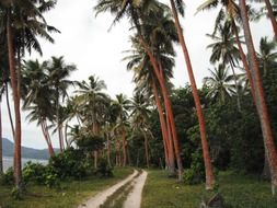 road among palm trees in the Caribbean