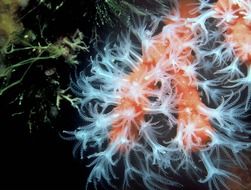 very beautiful underwater life