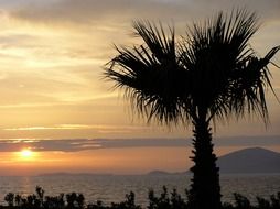 silhouette of a big palm tree on the coast of greece