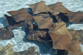 stingrays in the clear blue water
