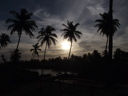 Palms on beach