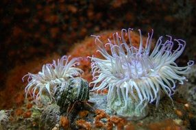 anemone on a rock in the ocean