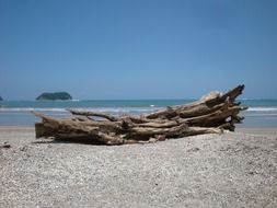 costa rica beach with drift wood scene