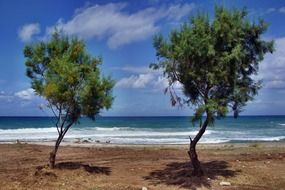 charmingly beautiful trees on beach