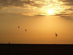 birds fly in the evening sky