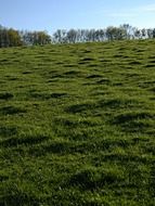 endless green pastures on a sunny day