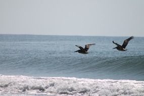 Big birds over the ocean