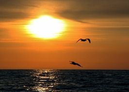 seagulls fly over the sea at sunset