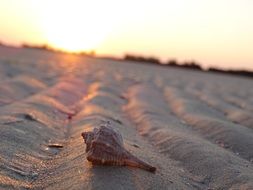 shell on the beach sand