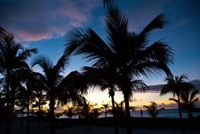 Palm trees and sunset