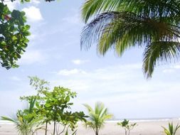 green palm trees and almond trees on the beach