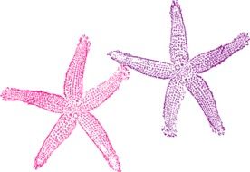 starfish purple pink drawing