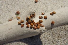 family of ladybirds on a cob on the shore of the Baltic Sea