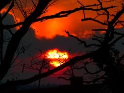 photo of sunset through the trees