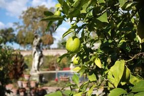 Limes in the garden in Italy