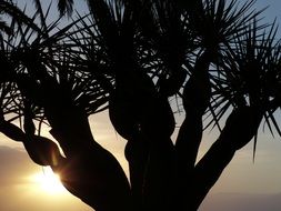 sunset tree aesthetic dracaena draco
